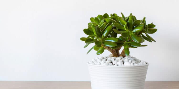 Essa planta poderosa pode mudar a saúde da sua árvore de jade!