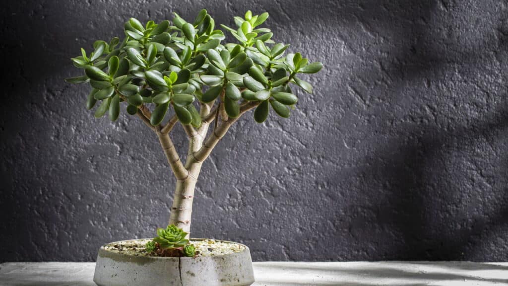 Essa planta poderosa pode mudar a saúde da sua árvore de jade!