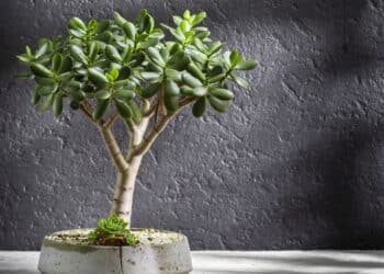 6 plantas que atraem dinheiro e boas energias