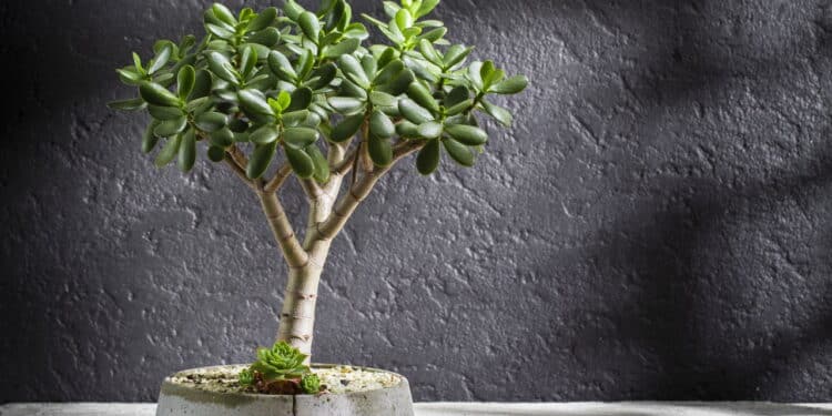 6 plantas que atraem dinheiro e boas energias