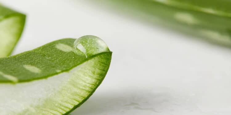 Essa planta que você tem em casa pode transformar sua pele!