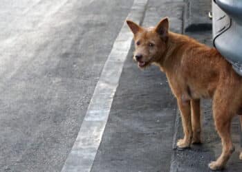 Extermínio de cães gera críticas a Marrocos antes da Copa de 2030