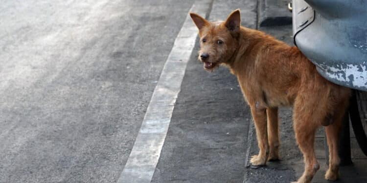Extermínio de cães gera críticas a Marrocos antes da Copa de 2030