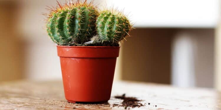 Como decorar ambientes com cactos de forma criativa e prática