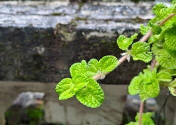 Créditos: depositphotos.com / andik.triwitanto.gmail.com