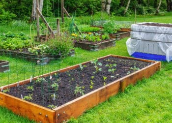 Jardineiros experientes evitam esse erro comum na hora de plantar!