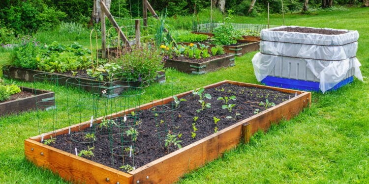 Jardineiros experientes evitam esse erro comum na hora de plantar!