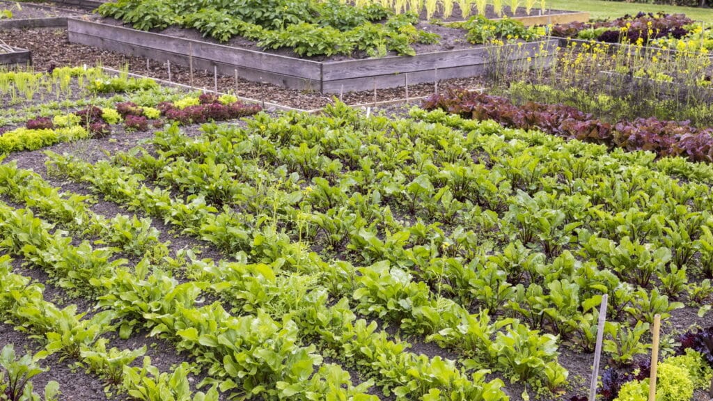 Jardineiros experientes evitam esse erro comum na hora de plantar!