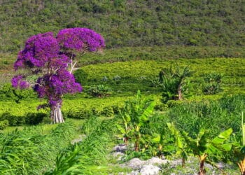 Créditos: depositphotos.com / Elena Skalovskaia