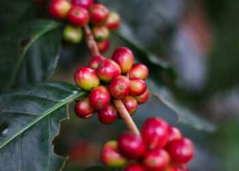 Créditos: depositphotos.com / Agus0993