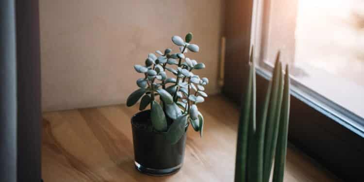 As 5 plantas mais poderosas para atrair prosperidade em casa!