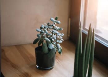 Essa planta virou febre entre quem acredita em energia da riqueza!