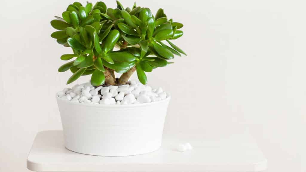 Essa planta virou febre entre quem acredita em energia da riqueza!