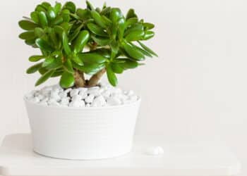 As 3 plantas mais poderosas para atrair dinheiro em casa!
