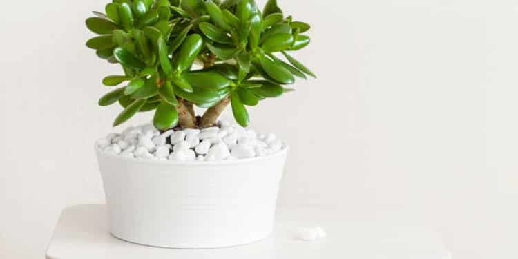 Plantas do Feng Shui que transformam a energia da sua casa