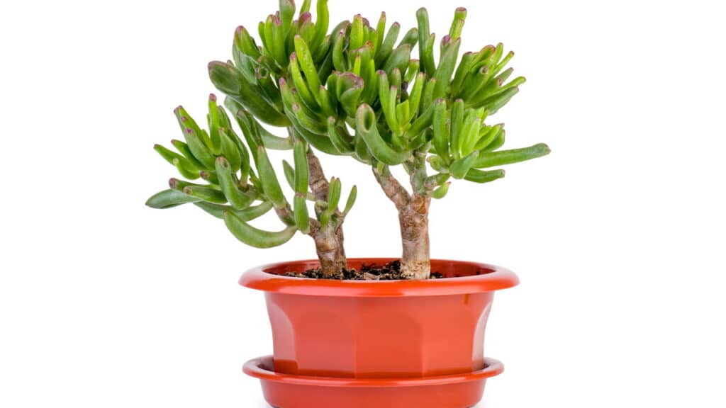 Top 5 plantas para atrair dinheiro e energia positiva para sua casa!
