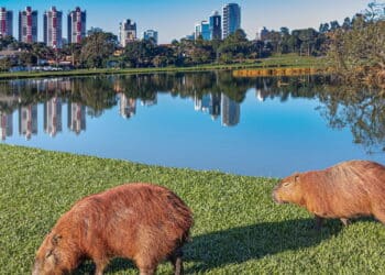 Cidades mais sustentáveis começam com atitudes simples dos moradores!