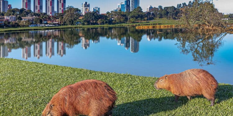 Curitiba é destaque nacional como a melhor cidade para startups!