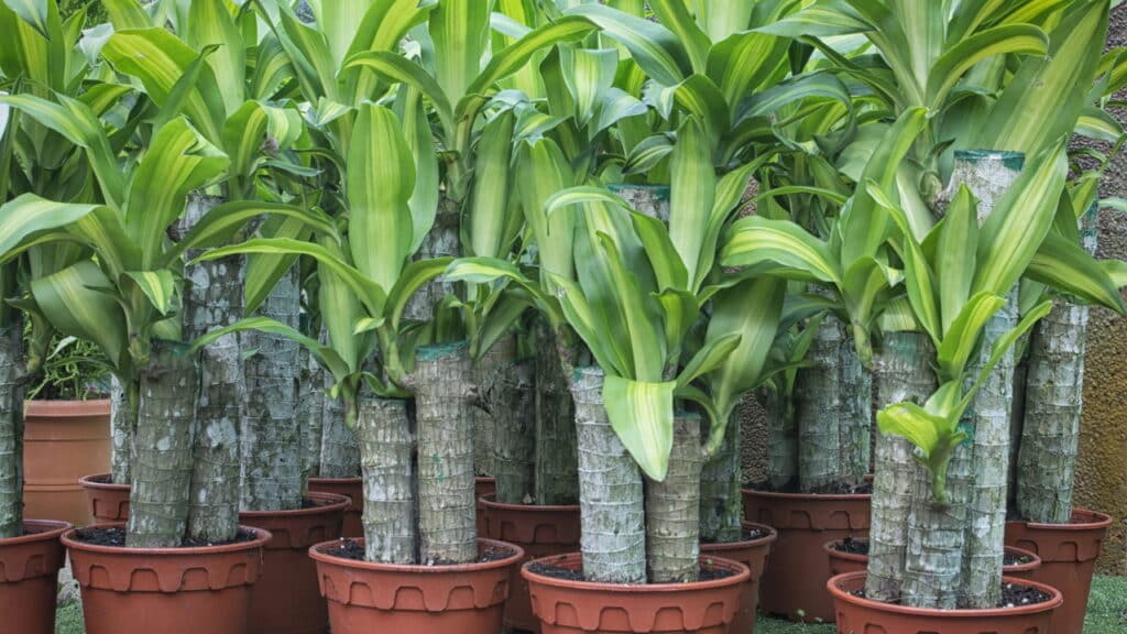 As 5 plantas mais poderosas para atrair prosperidade em casa!