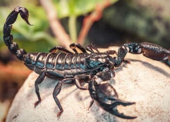 As 5 melhores plantas para manter escorpiões bem longe de casa!