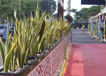Sansevieria trifasciata ou planta cobra na cerca da estação como decoração - Créditos: depositphotos.com / y.nasx