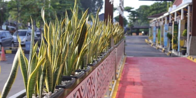 Sansevieria trifasciata ou planta cobra na cerca da estação como decoração - Créditos: depositphotos.com / y.nasx