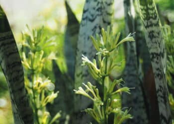 Essas 5 plantas purificam o ar de toda sua casa!