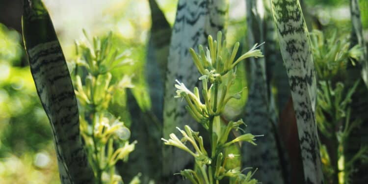 Essas 5 plantas purificam o ar de toda sua casa!