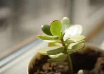 Créditos: depositphotos.com / sonymoon