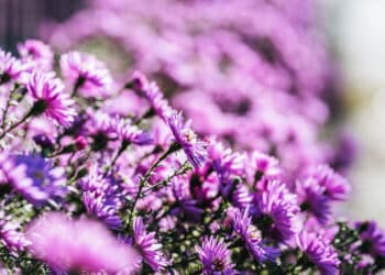 As flores mais resistentes para qualquer tipo de jardim!