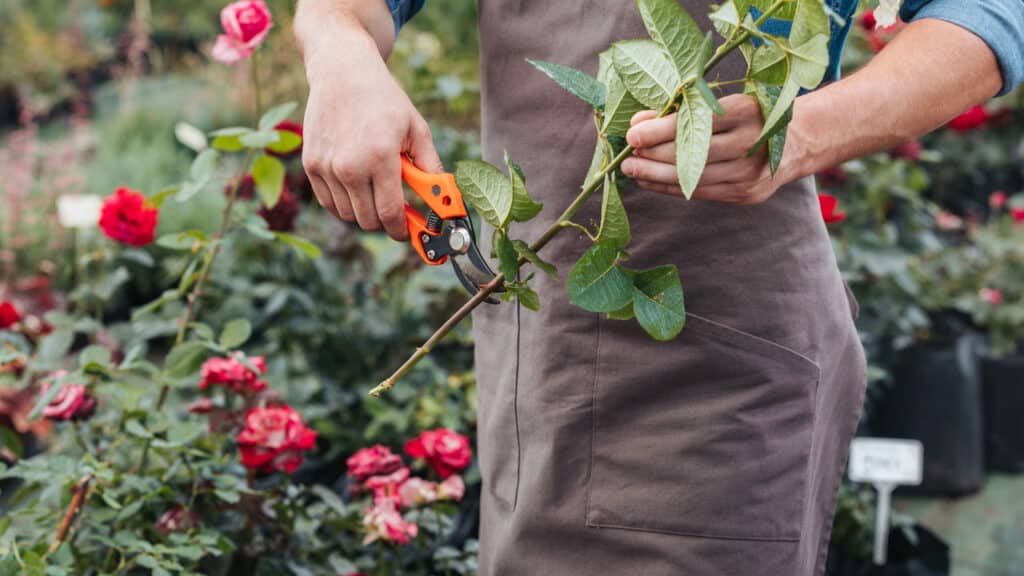 As flores mais resistentes para qualquer tipo de jardim!