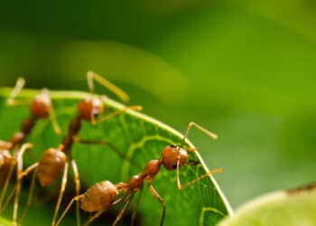 O truque com limão que salvou minha cozinha das formigas!