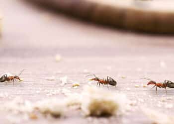 Adeus, formigas! Elimine formigueiros em sua casa e jardim com soluções simples e eficazes