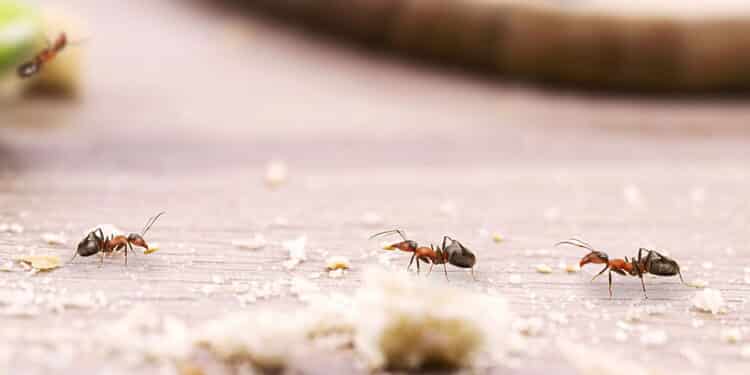 Adeus, formigas! Elimine formigueiros em sua casa e jardim com soluções simples e eficazes