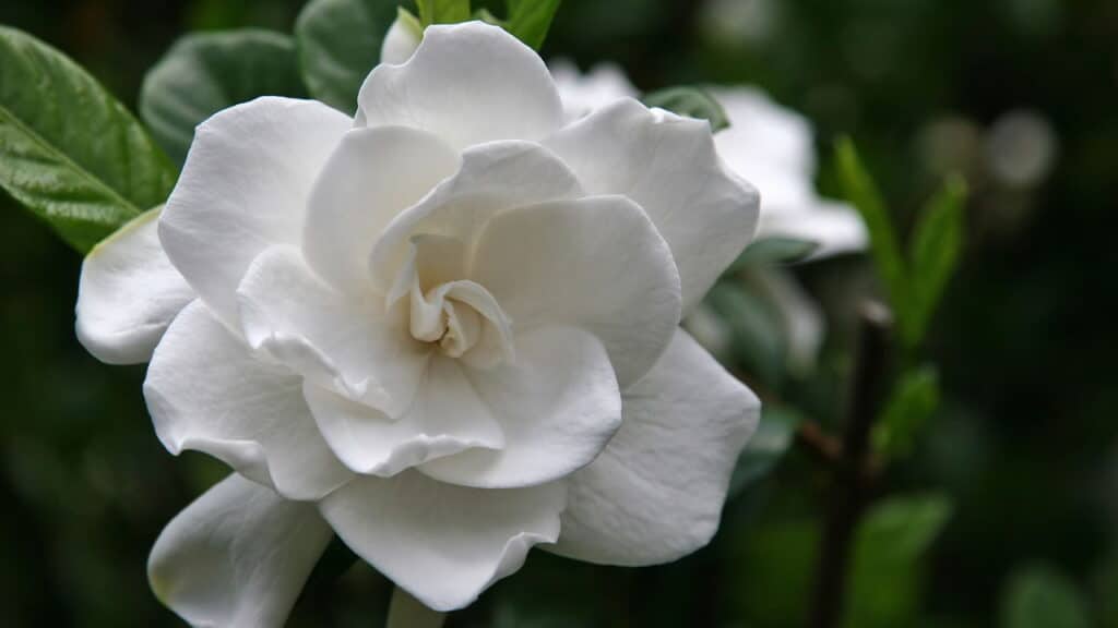 6 combinações de plantas que nunca devem ser feitas!