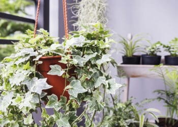 Especialista recomenda parar de comprar planta popular em lojas de jardinagem