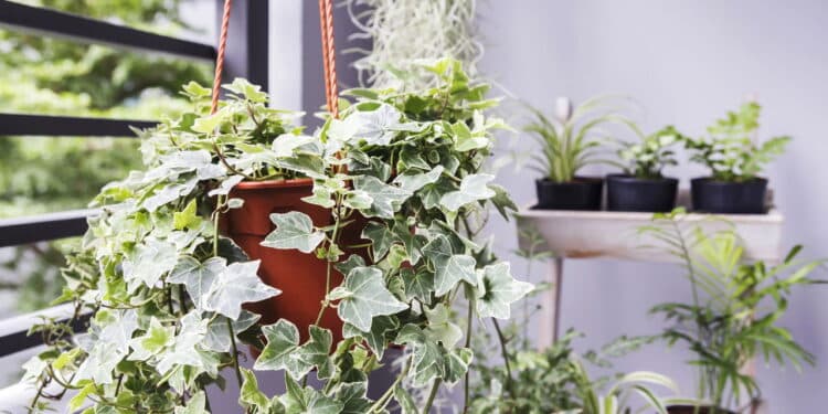 Especialista recomenda parar de comprar planta popular em lojas de jardinagem