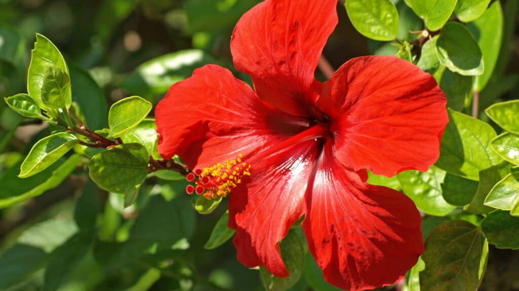 Seu jardim nunca mais será o mesmo com essas plantas queridinhas!