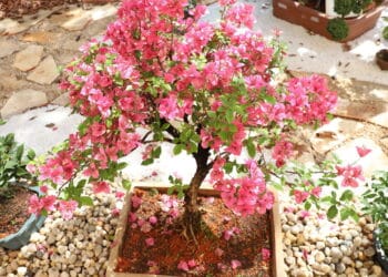 Créditos: depositphotos.com / thenews2.com