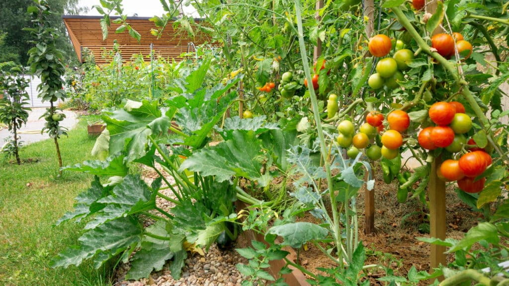 Horta caseira fácil para colher tomates e pimentões o ano todo e gastar menos no mercado