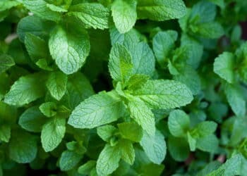 As dez plantas medicinais que ajudam a saúde do coração e são fáceis de plantar