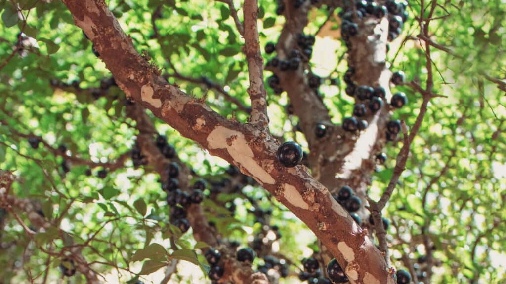As melhores plantas para jardins brasileiros que exigem pouca água!