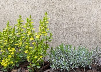 A melhor maneira de ter um jardim em casa com pouco espaço!