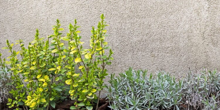 A melhor maneira de ter um jardim em casa com pouco espaço!