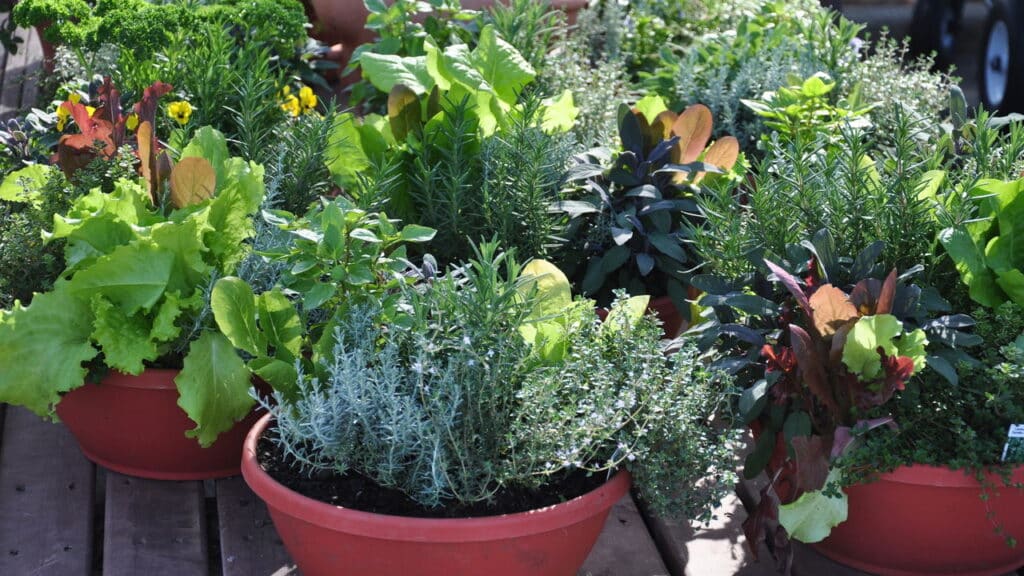 A melhor maneira de ter um jardim em casa com pouco espaço!