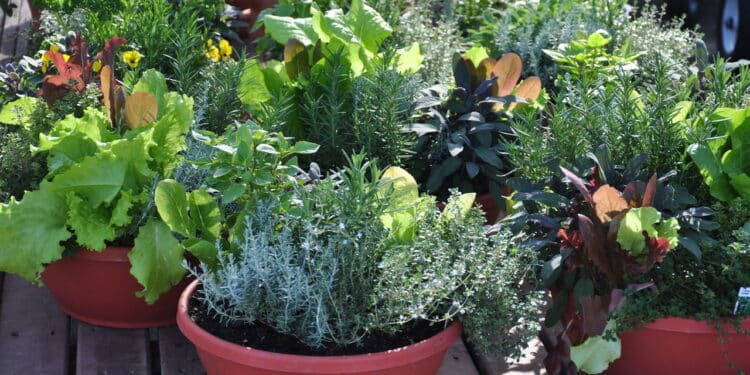 Pragas no jardim nunca mais com essa mistura caseira fácil e poderosa!