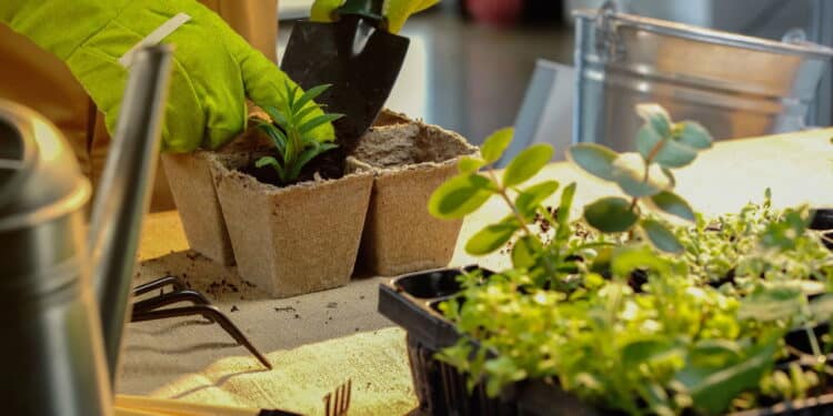 Você pode estar matando suas plantas sem saber disso
