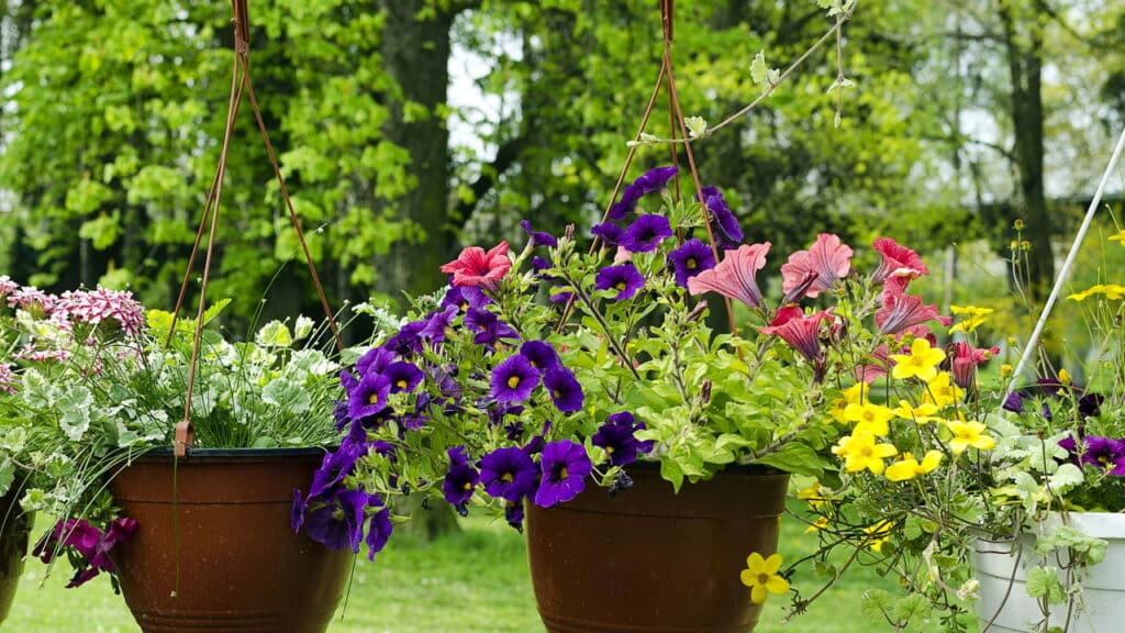 Como multiplicar plantas em casa: guia prático com estacas e sementes