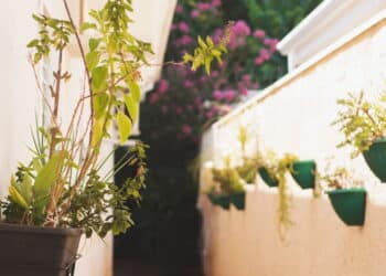 O melhor jeito de ter plantas em casa mesmo sem espaço!