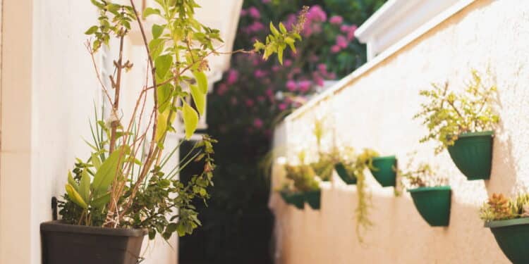 O melhor jeito de ter plantas em casa mesmo sem espaço!